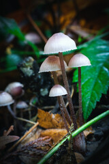 mushrooms in the forest