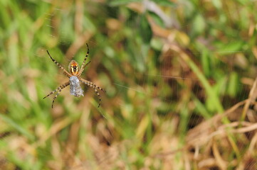 very common spider in Ecuador preparing its food