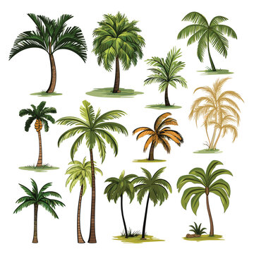 Hand Drawn Flat Color Palm Trees Set Illustration