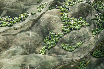 Traditional handmade olive harvesting