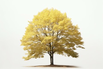 Isolated American beech tree. Generative AI - obrazy, fototapety, plakaty