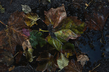 autumn leaves on a stone