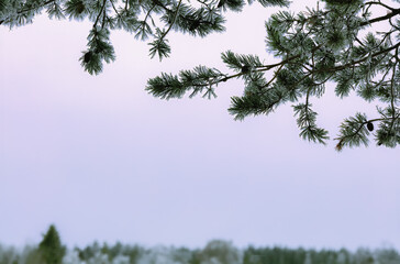 Frosty pine branches close up in winter