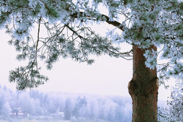 Frosty pine tree close up in winter