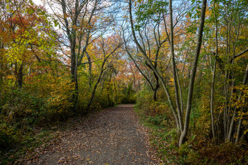 Autumn Path