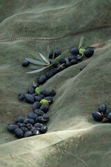 Traditional handmade olive harvesting