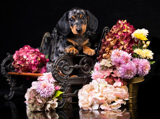 Dogs dachshunds puppy  Autumn decor from flowers