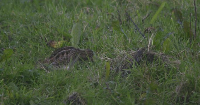 Snipe bird scratching feathers in long grass camouflage wildlife slow motion