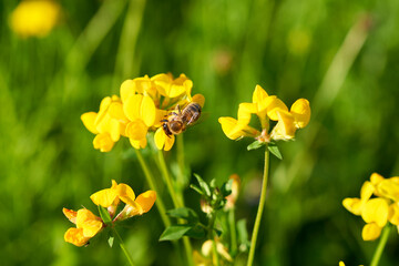 Obraz premium Lotus corniculatus is a flowering plant in the pea family Fabaceae