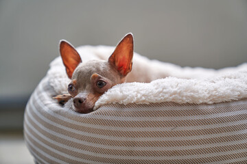 The dog lies and rests. Russian Toy Terrier.