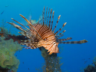 Fototapeta na wymiar Invasive and dangerous lion fish in the Mediterranean Sea