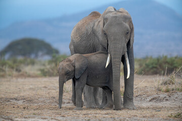 African elephant mother and a calf at Amboseli National Park, Kenya