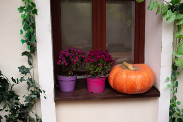 orange pumpkins lie on the windowsill next to beautiful flowers in bright pots. Halloween at home. autumn decor. cozy courtyard near the house