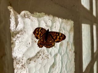Fototapeta na wymiar butterfly on a window