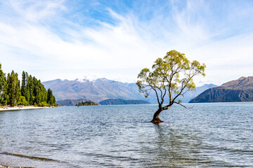That tree in Lake Wanaka New Zealand
