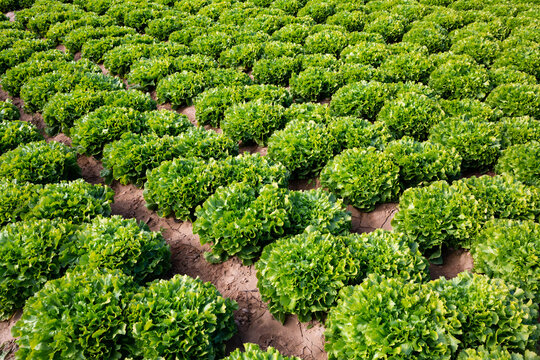 Beds with green endive on the field. High quality photo