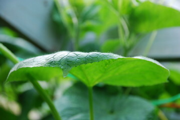 Wide cucumber leaf. Against the background of other green trees, a wide green leaf grows on a thin long stem. It has a round shape and small fibers on the surface.