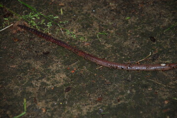 An earthworm crawls on the ground. A red-brown worm crawls along the damp soil. Earthen crumbs...