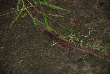 An earthworm crawls on the ground. A red-brown worm crawls along the damp soil. Earthen crumbs...