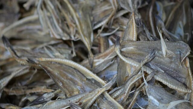 Selective focus dry fish (ikan tipis) are placed on plastic under sunlight to keep the fish dry. Making ikan tipis in Tarakan, Indonesia.