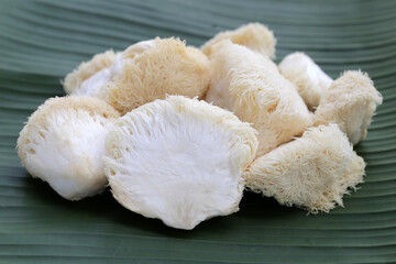 Fresh lion's mane mushroom on banana leaf. (Yamabushitake Mushroom)