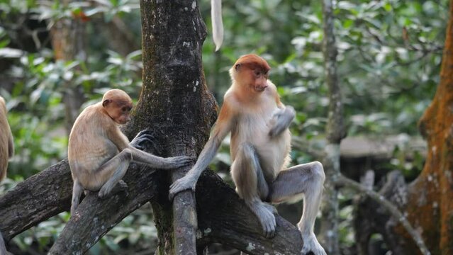 A female proboscis monkey (Nasalis larvatus) is sitting on a tree. Proboscis monkeys are endemic to the island of Borneo, which are scattered in mangroves, swamps and coastal forests.