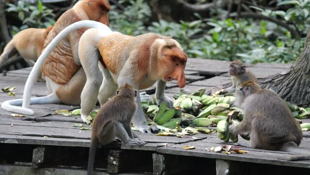 Male proboscis monkey intimidating Macaca fascicularis. Aggressive Male Proboscis Monkey at nature.
