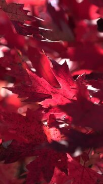 CFC2022VV Bright red fall leaves in late day sunlight in slow motion
