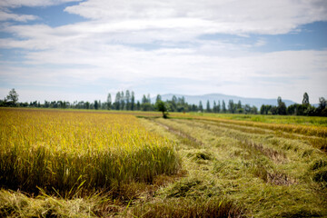 When the harvest season arrives The rice will be golden yellow