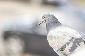 Homing pigeon. Close up of the body of speed racing pigeon bird. Beauty rock dove. funny looking at camera. Peace day concept