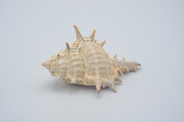 Ramose murex, Branched murex. Scientific name: Chicoreus ramosus is a mollusk in the mollusk family. White conch shell with oranges isolated on white background with clipping path.