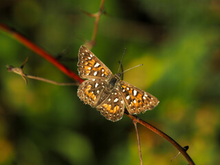 Behr's Metalmark butterfly