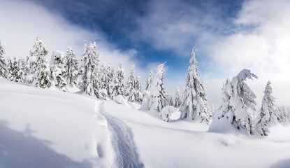 A scenic winter shot of pine trees blanketed in snow on a mountain meadow with a footpath carved through the snow. Winter mountains landscape