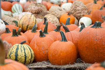Variety of pumpkins and gourds for sale at a nursery.