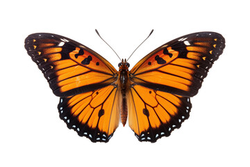 orange butterfly isolated on white. Png file