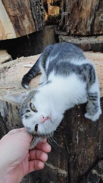 Master hand petting his tomcat friend. Cat and man friendship concept. Funny playful kitten feels excited as plays with his owner. Person caressing his cute pet outdoors