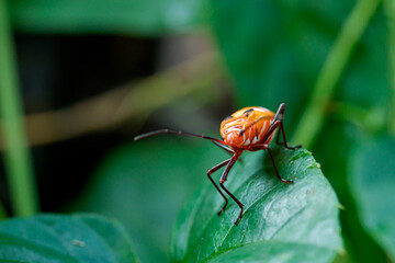 Dysdercus Cingulatus (The red cotton stainer) is located on the plant both stems and leaves