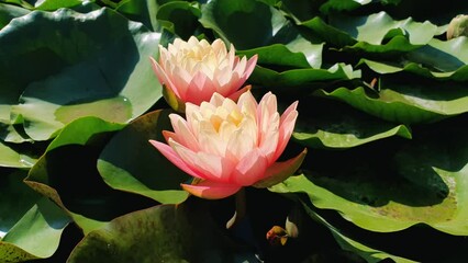 Close up of blooming pink color waterlily on the pond. Natural background with blossoming lotus flowers on the lake , surrounded by big green leaves on the water