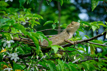 oriental garden lizard (calotes versicolor) in the trees