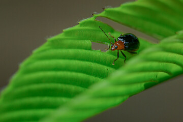 a small colorful ladybird - ladybug - Coccinellidae on green leaf