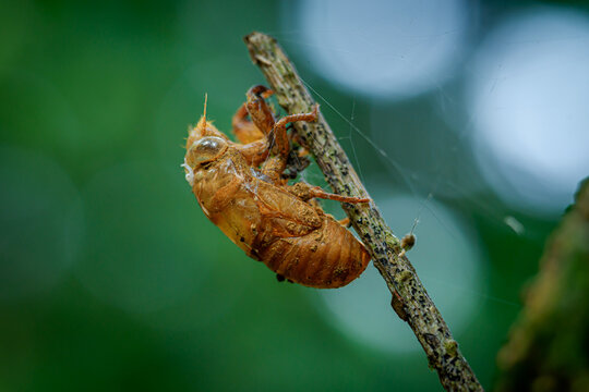 cicada shell attached to trees