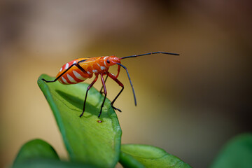 Dysdercus Cingulatus (The red cotton stainer) is located on the plant both stems and leaves