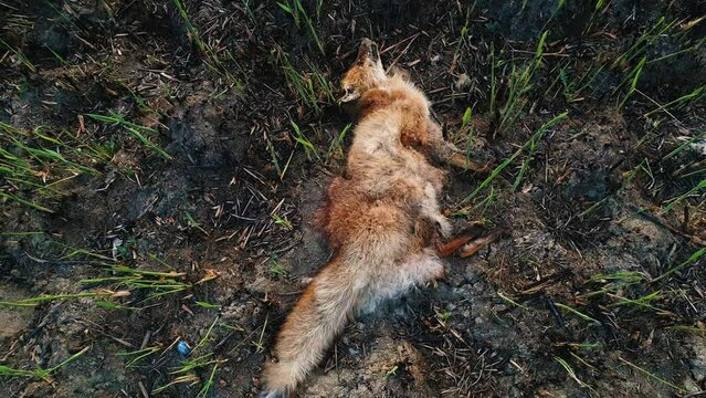 Dead fox due smoke intoxication, lay on the burned ground filled with ash. Wild fires causes the death of helpless animals. Illegal hunting and poaching in the forest, global warming effect on nature