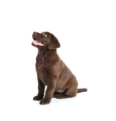 Cute chocolate Labrador Retriever puppy on white background