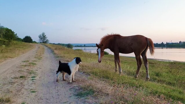 Animal communication concept as a young foal and a pup exchanging glances and expressions. Mammal body language as dog and horse interact as friends outdoors on a country road background
