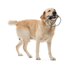 Naughty Labrador Retriever dog chewing damaged electrical wire on white background