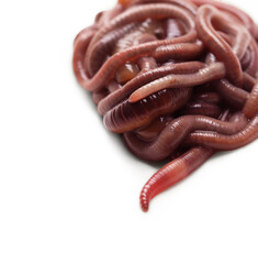 Many earthworms on white background. Terrestrial invertebrates