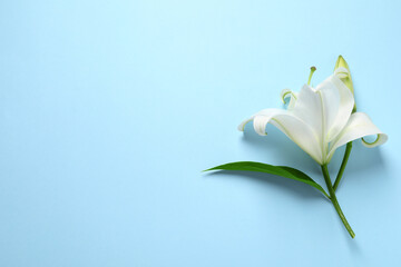 Beautiful white lily flower on light blue background, top view. Space for text