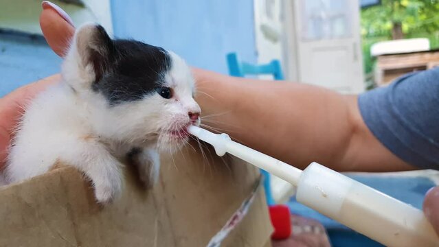 Closeup of hands feeding a homeless kitten using a special syringe tool for pumping milk. Help a little hungry cat eating. People kindness concept