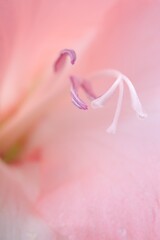 Beautiful pink gladiolus flower as background, macro view